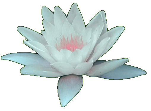 Lotus flower